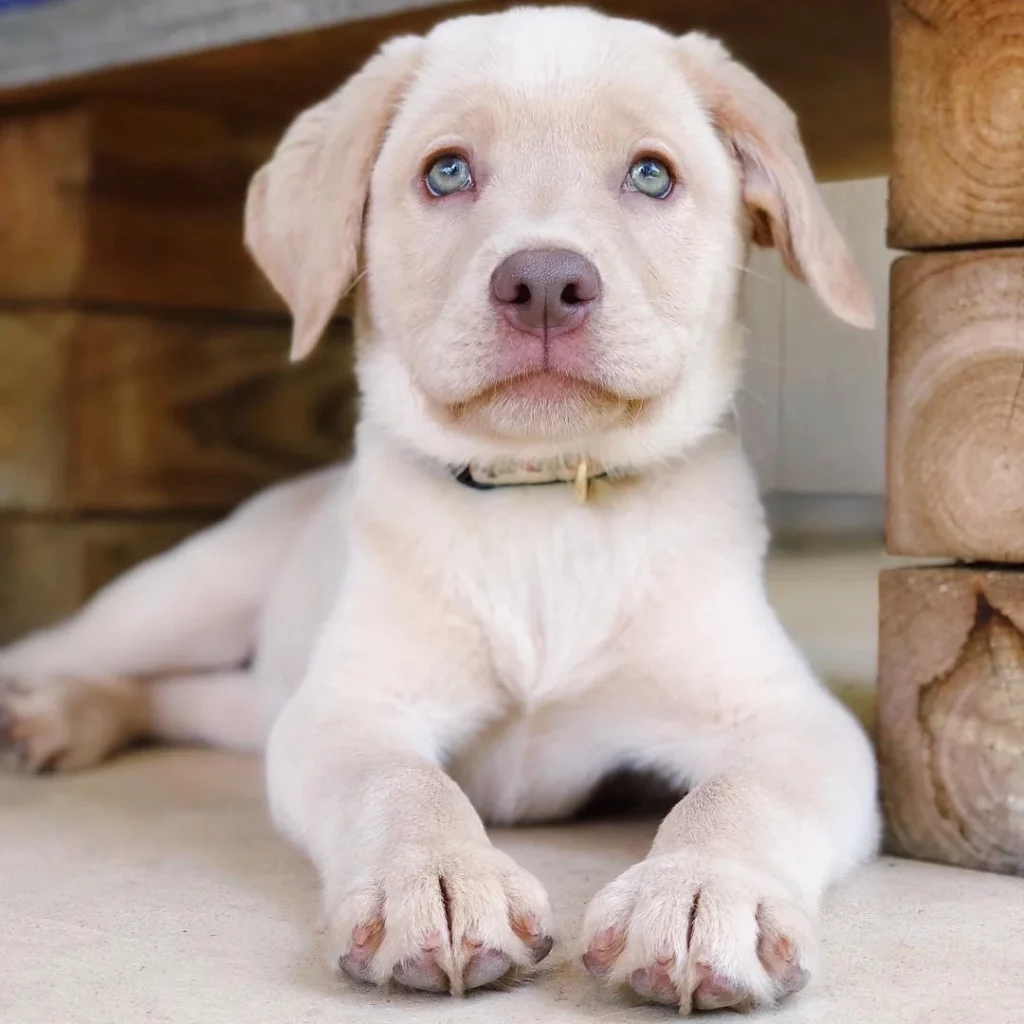 Labrador puppy for adoption